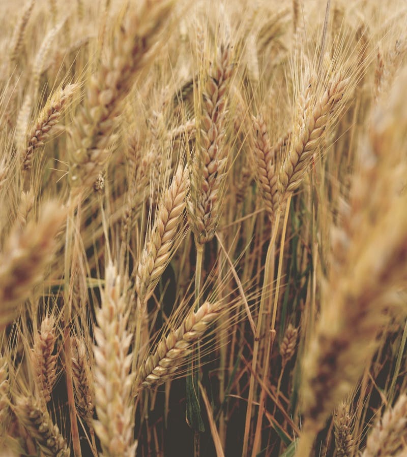 pexels-photo-540925-2